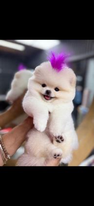 ORJİNAL POMERANİAN BOO AYI SURAT