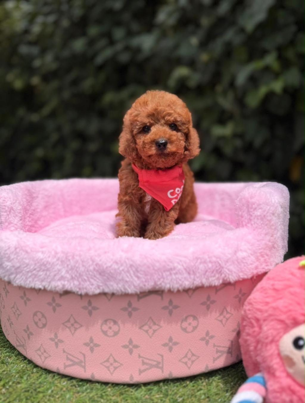 ORJİNAL TOY POODLE YAVRULARI