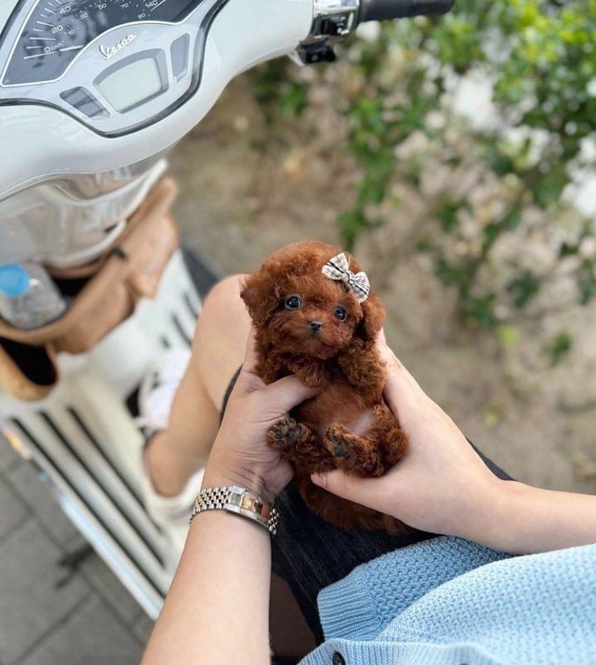 ORJİNAL TOY POODLE YAVRUMUZ
