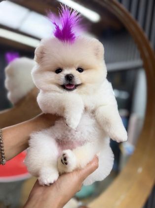 ORJİNAL POMERANİAN BOO AYI SURAT