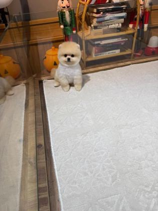 Orjinal Pomeranian Boo
