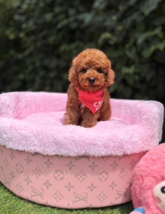 ORJİNAL TOY POODLE YAVRULARI