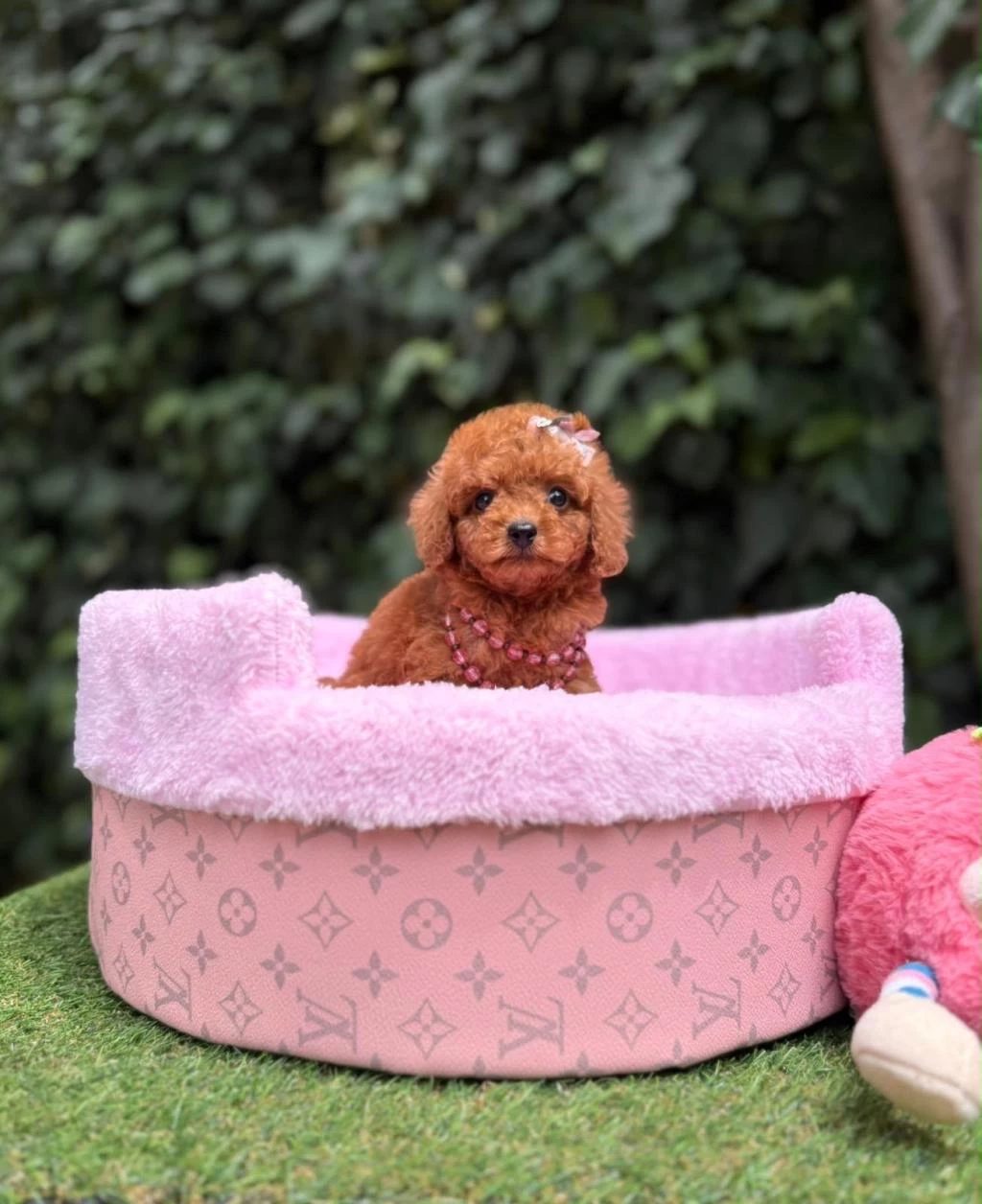 Orjinal Teacüp Poodle