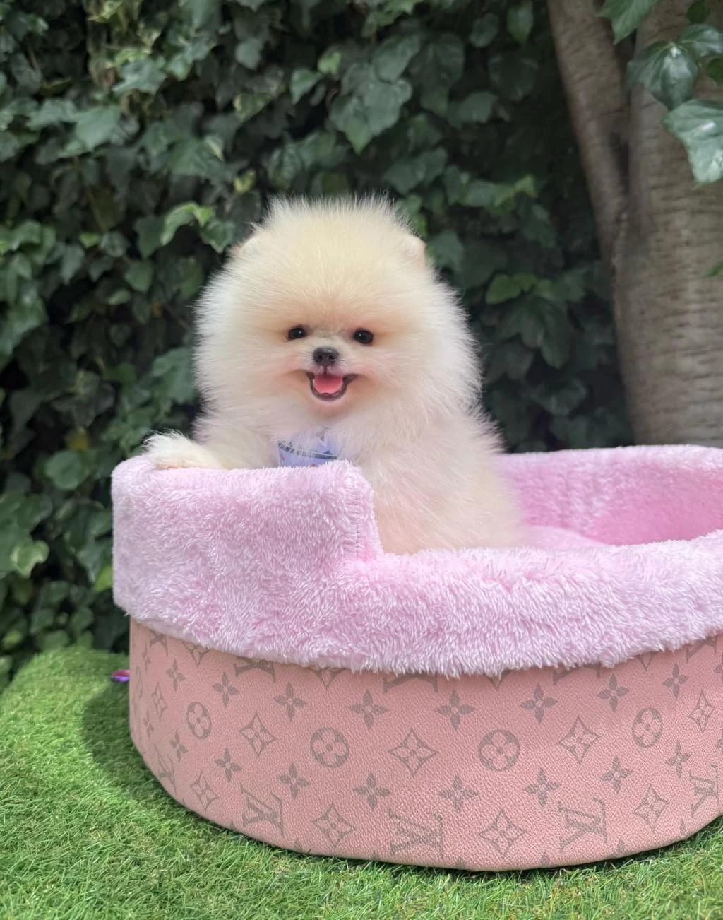 Orjinal Pomeranian Boo