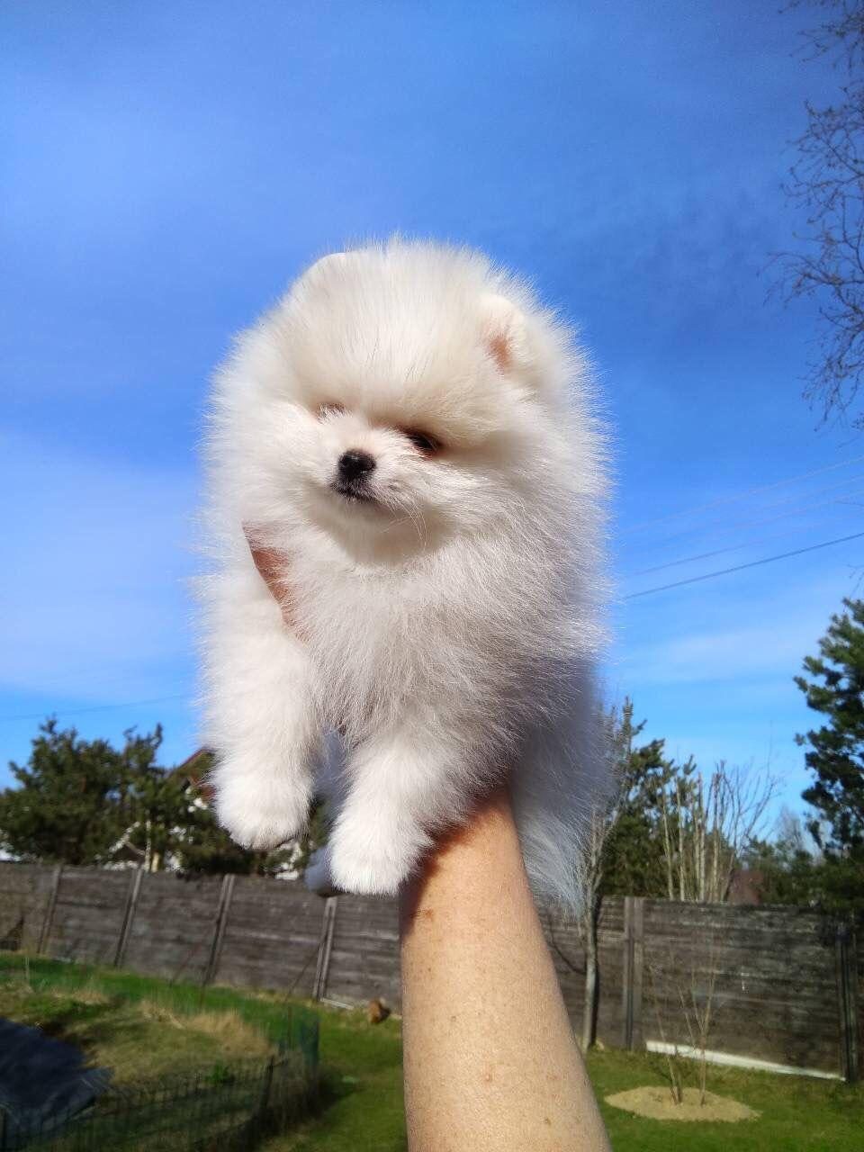 ORJİNAL POMERANİAN BOO