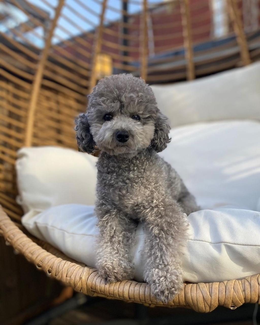 ÖZEL RENK SİVER POODLE