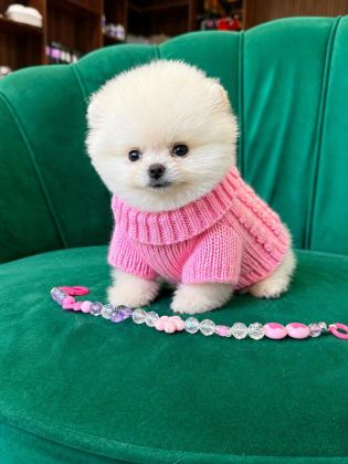 ORJİNAL POMERANİAN BOO