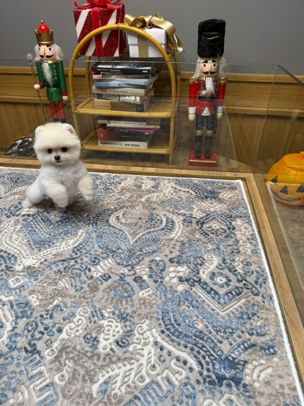 ORJİNAL POMERANİAN BOO YAVRULARI