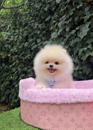 Orjinal Pomeranian Boo