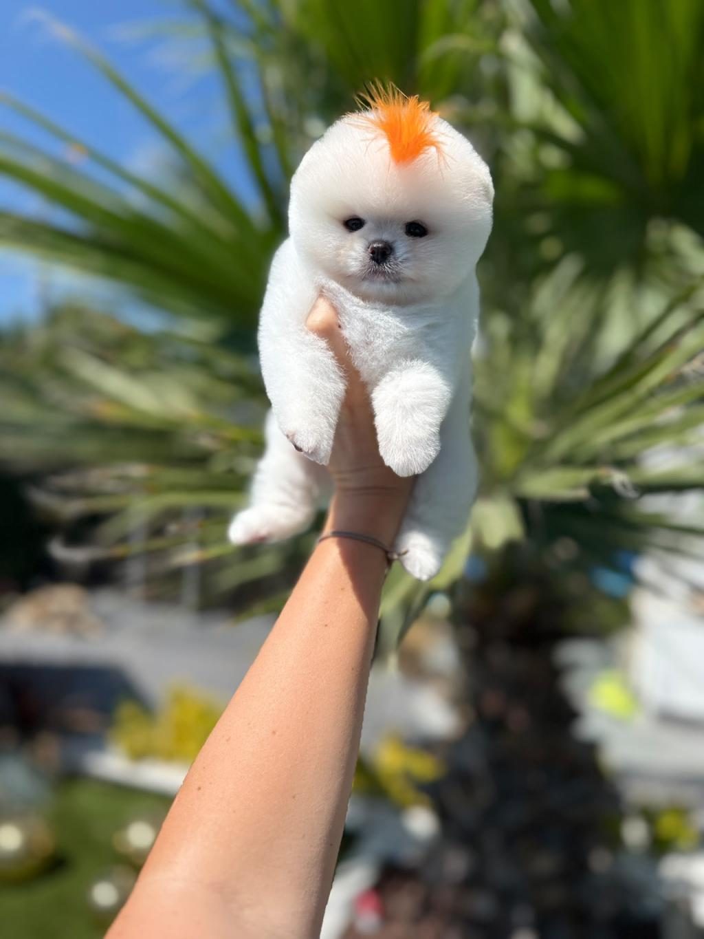 ORJİNAL POMERANİAN BOO