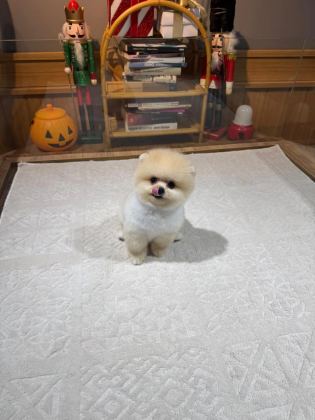 Orjinal Pomeranian Boo