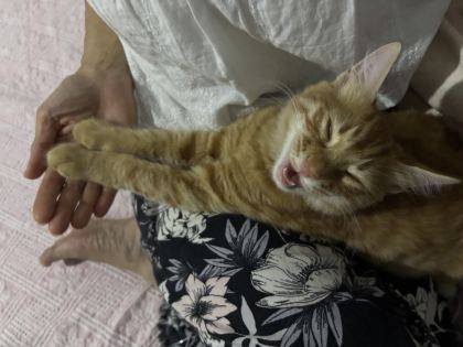 SARMAN KEDİMİZE YUVA ARIYORUZ