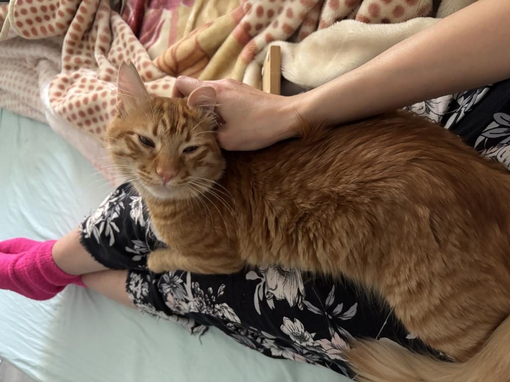 SARMAN KEDİMİZE YUVA ARIYORUZ