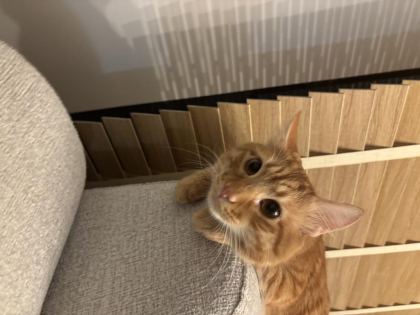 SARMAN KEDİMİZE YUVA ARIYORUZ