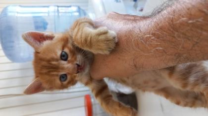 MİNNOŞ KEDİMİZE YUVA ARIYORUZ