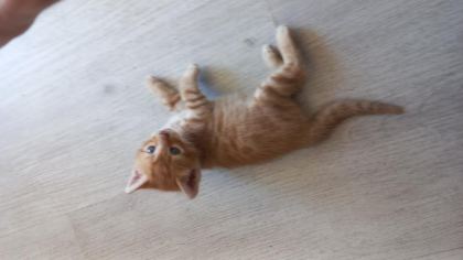 MİNNOŞ KEDİMİZE YUVA ARIYORUZ