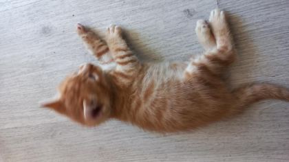 MİNNOŞ KEDİMİZE YUVA ARIYORUZ