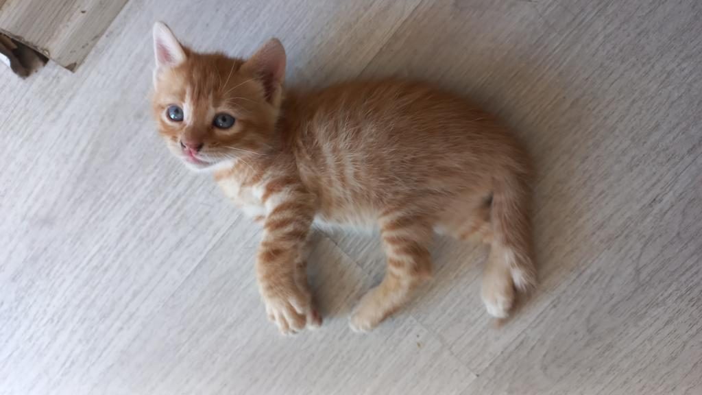 MİNNOŞ KEDİMİZE YUVA ARIYORUZ