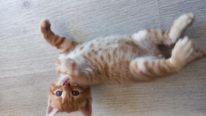 MİNNOŞ KEDİMİZE YUVA ARIYORUZ