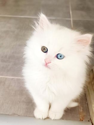 ÇOK NADİR BULANAN POFUDUK YAVRU KEDİMİZ