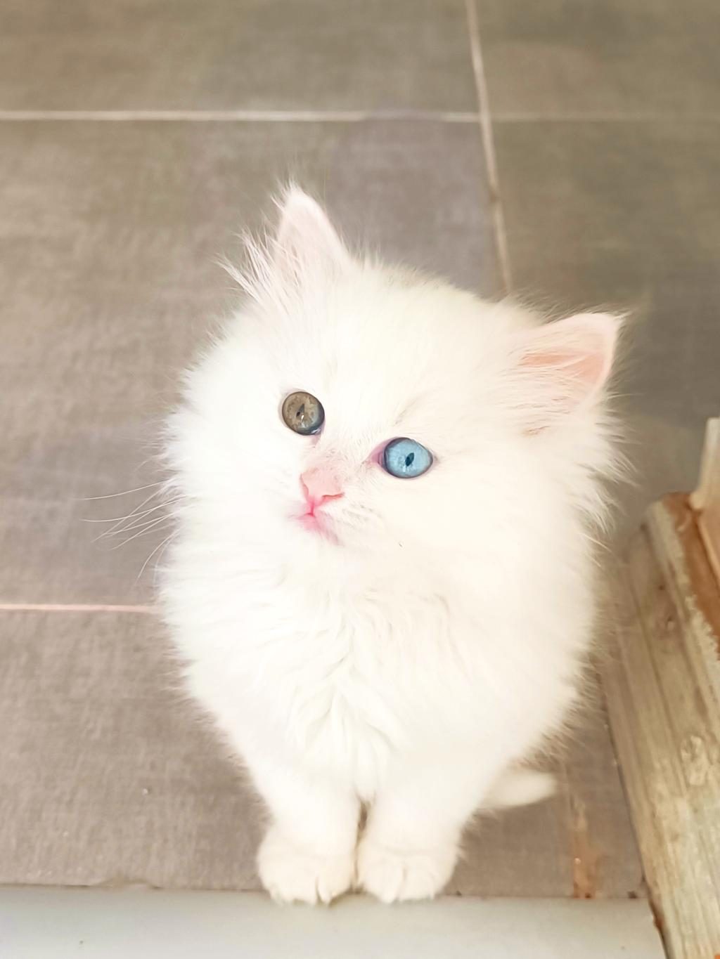 ÇOK NADİR BULANAN POFUDUK YAVRU KEDİMİZ