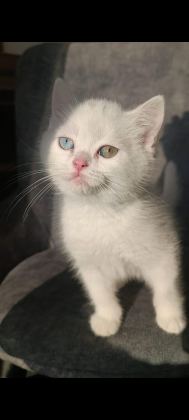 POFUDUK TATLI KRAL KEDİMİZ