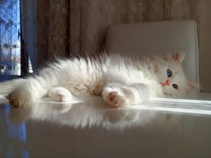 ÇOK NADİR BULUNAN YAVRU KEDİMİZ