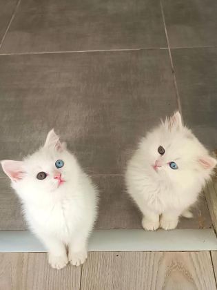 ÇOK NADİR BULANAN POFUDUK YAVRU KEDİMİZ