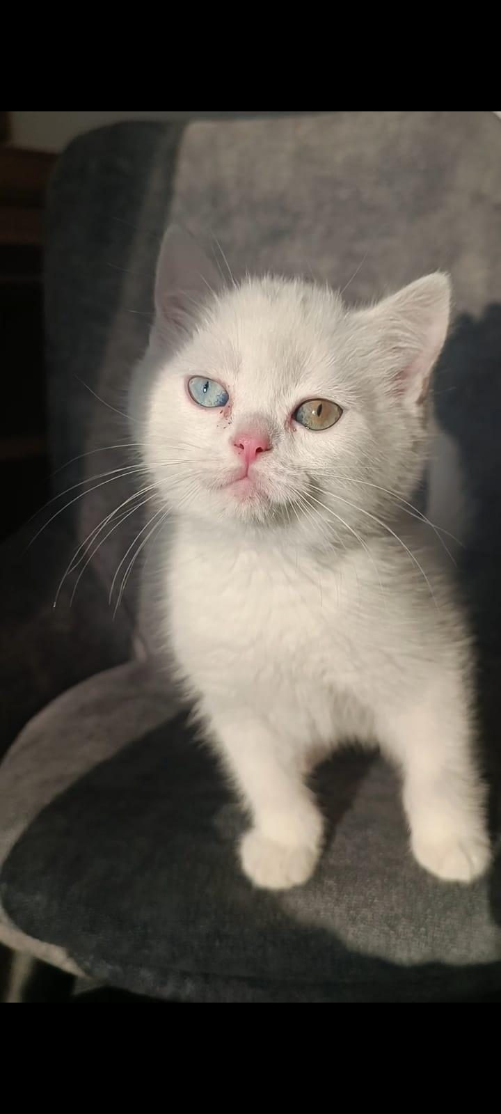 POFUDUK TATLI KRAL KEDİMİZ