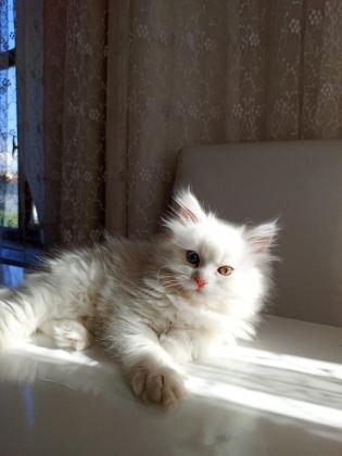 ÇOK NADİR BULUNAN YAVRU KEDİMİZ
