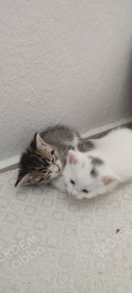 ÖMÜRLÜK YUVASINI ARAYAN KEDİLERİMİZ