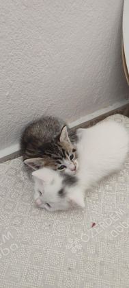 ÖMÜRLÜK YUVASINI ARAYAN KEDİLERİMİZ
