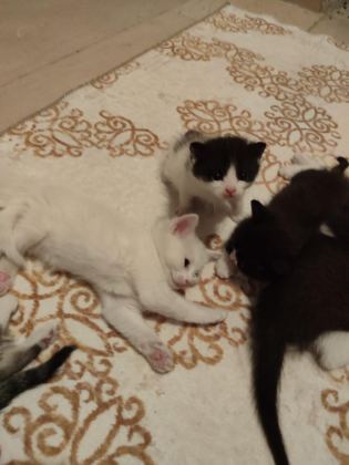 ÖMÜRLÜK YUVASINI ARAYAN KEDİLERİMİZ