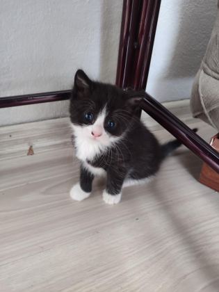 ÖMÜRLÜK YUVASINI ARAYAN KEDİLERİMİZ
