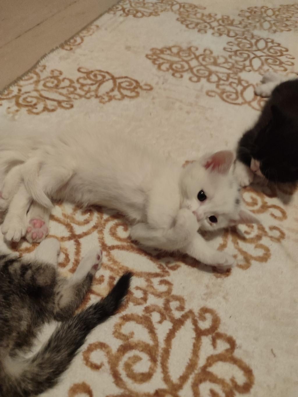 ÖMÜRLÜK YUVASINI ARAYAN KEDİLERİMİZ