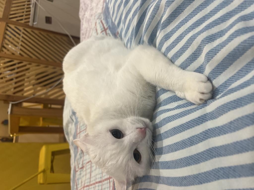 VAN KEDİSİ 2,5 YAŞINDA