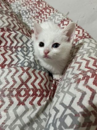 VAN KEDİSİ YAVRU