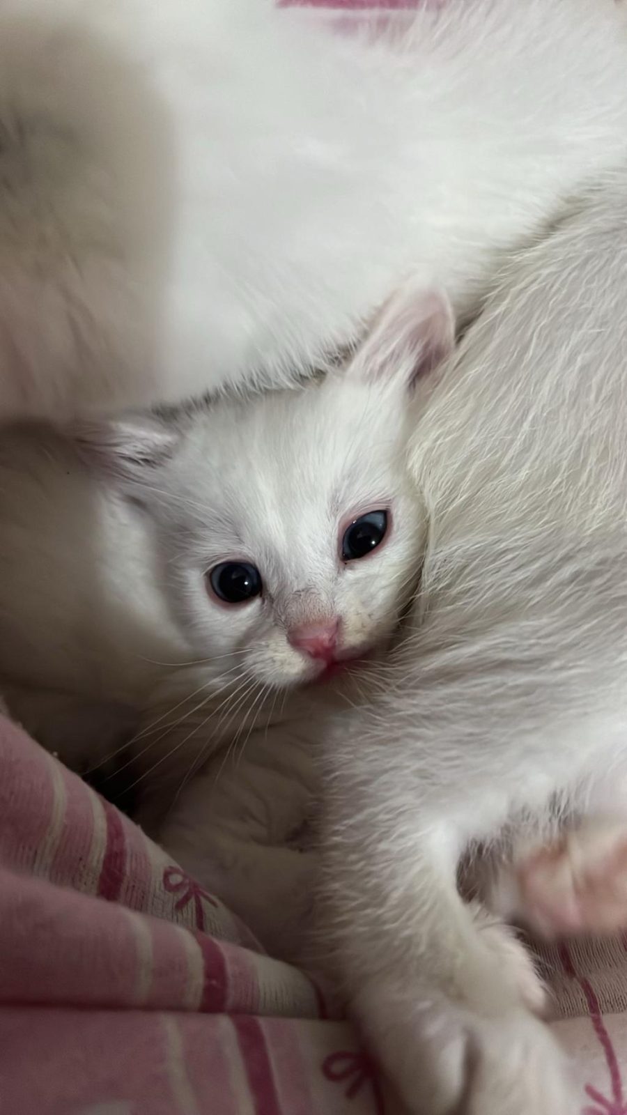 VAN KEDİSİ YAVRU
