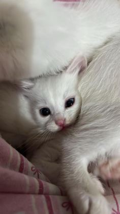 VAN KEDİSİ YAVRU