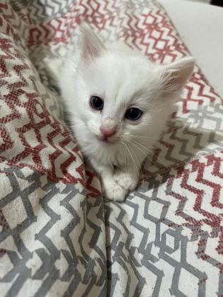 VAN KEDİSİ YAVRU