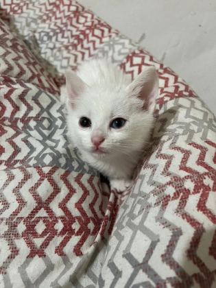 VAN KEDİSİ YAVRU