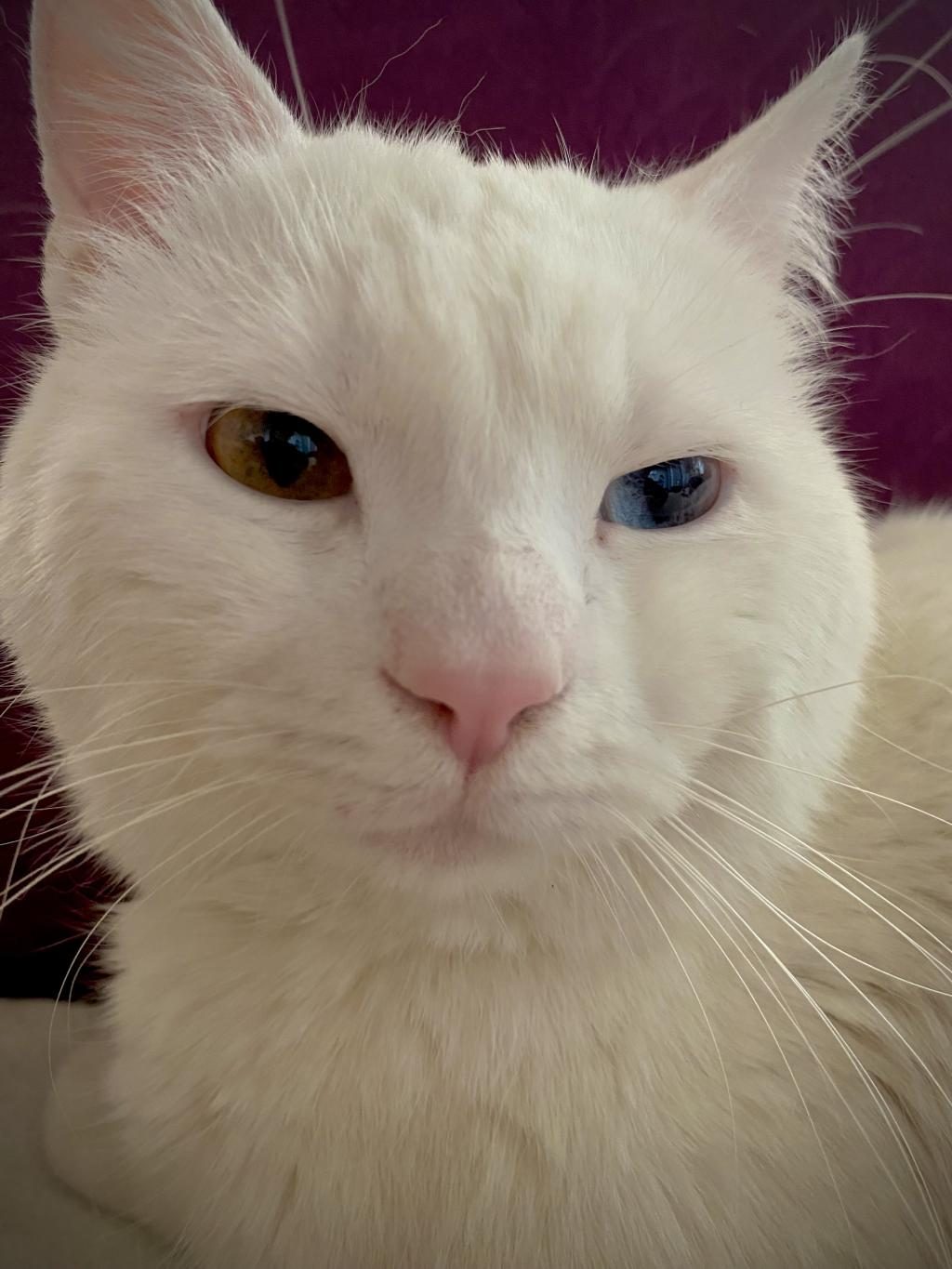 ÜCRETSİZ SAHİPLENDİRİLECEK 2 YAŞINDA KEDİMİZ