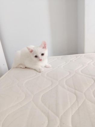 VAN KEDİSİ YAVRUSU 3 AYLIK ERKEK