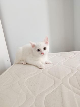 VAN KEDİSİ YAVRUSU 3 AYLIK ERKEK