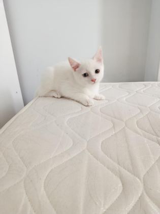 VAN KEDİSİ YAVRUSU 3 AYLIK ERKEK