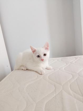 VAN KEDİSİ YAVRUSU 3 AYLIK ERKEK