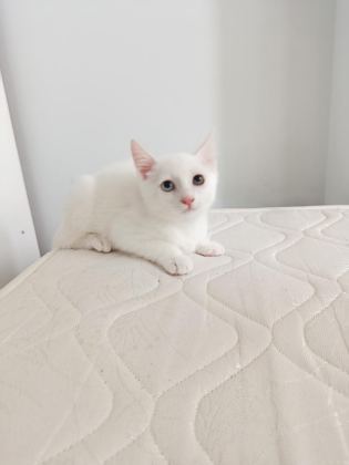 VAN KEDİSİ YAVRUSU 3 AYLIK ERKEK