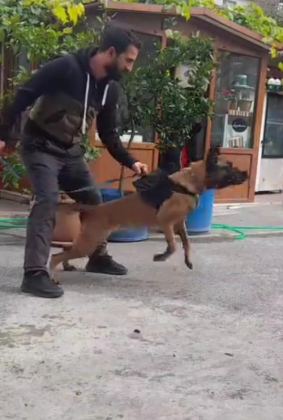 SİMSİYAH EĞİTİMLİ ANNE BABADAN BELÇİKA KURDU YAVRULAR