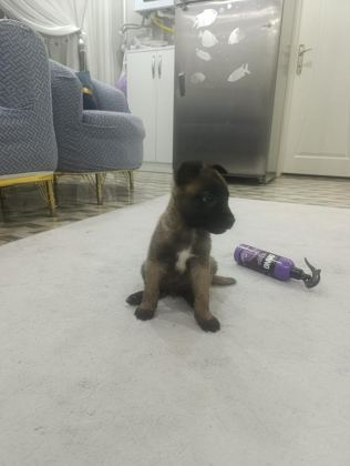 YAVRU BELÇİKA KURDU 2 ERKEK 1 DİŞİ YAVRULAR