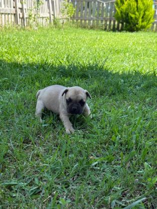 SON İKİ ADET FRENCH BULLDOG KALMIŞTIR